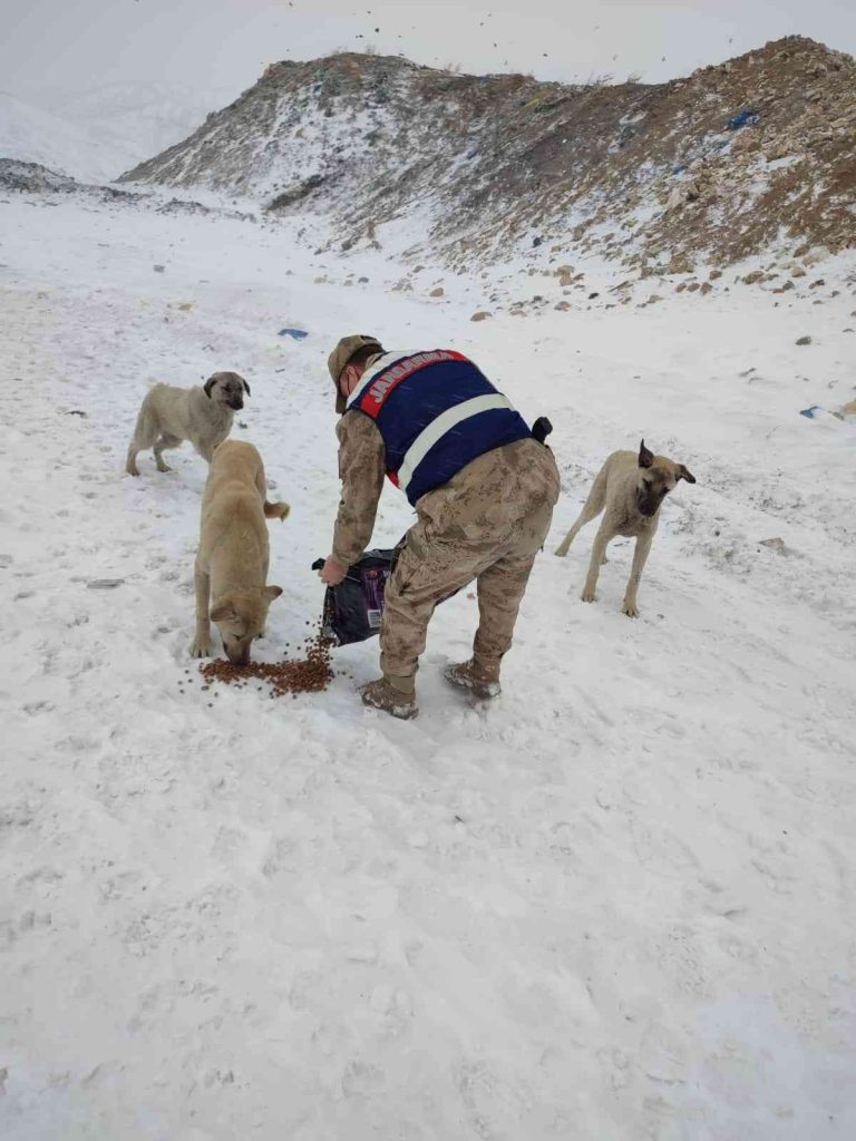 Tunceli’de soğuk günlerde sokak hayvanları unutulmuyor