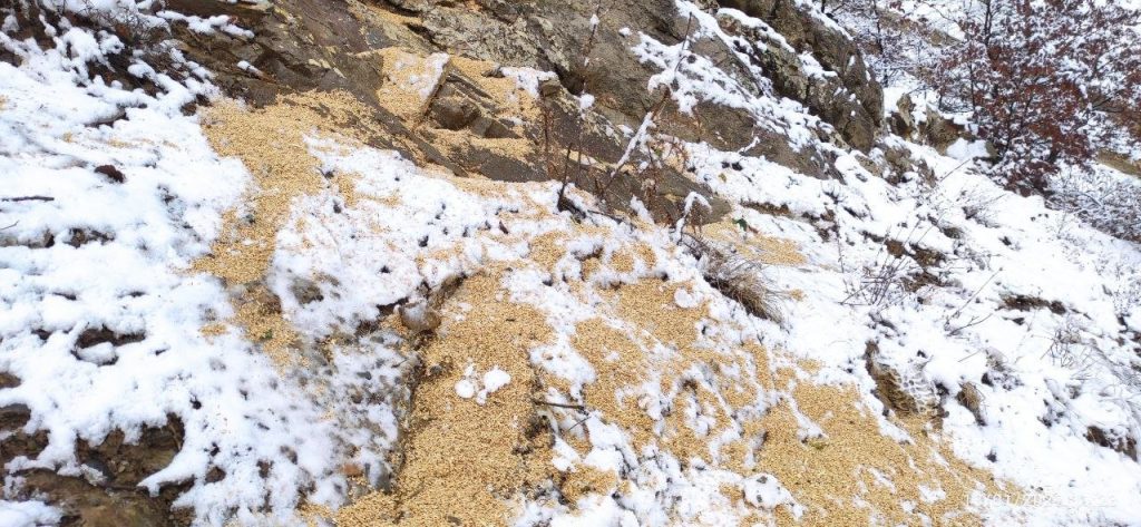 Yayladere’de yaban hayvanları için doğaya yem bırakıldı