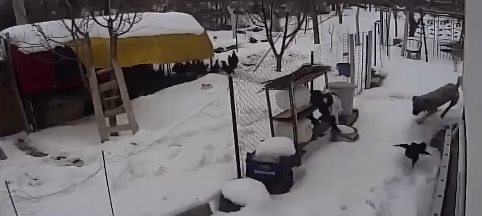 Aç kalan sokak köpekleri tavuklara saldırdı, o anlar güvenlik kamerasına yansıdı