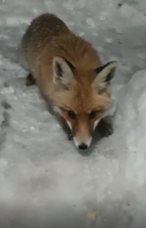 Aç kalan tilki karakolda karnını doyurdu