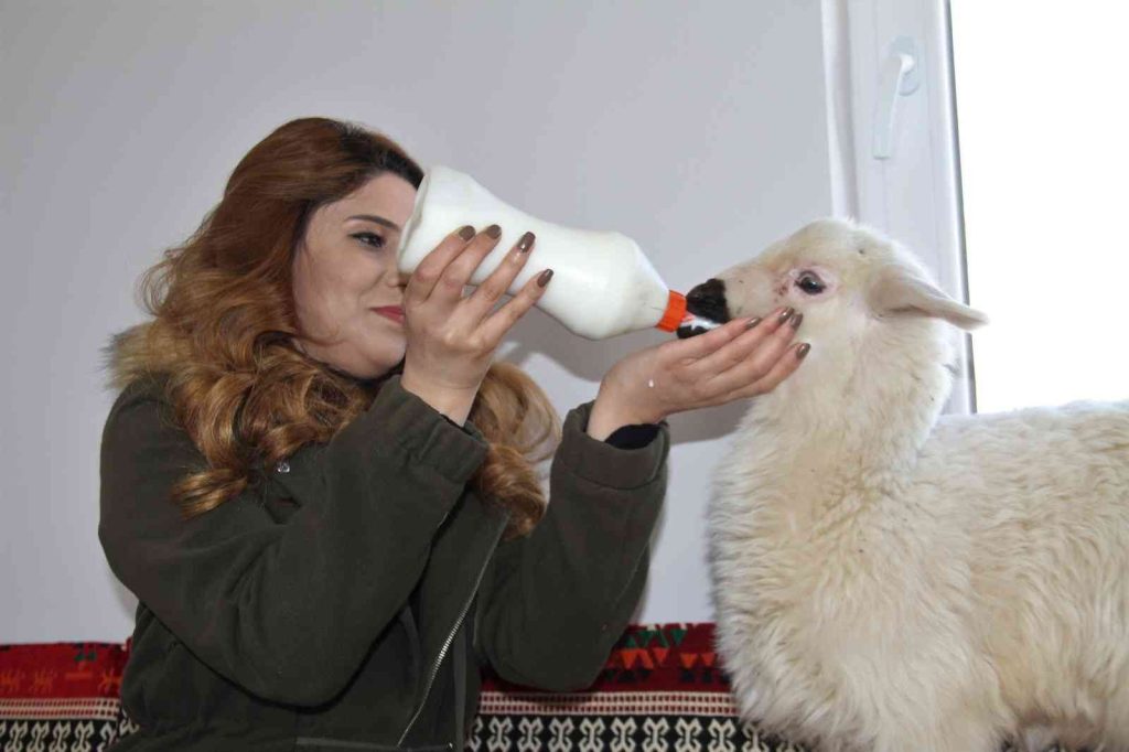 Annesi ölen ’Rıfkı’yı’ ev ortamında biberonla besliyorlar