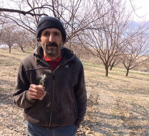 Baharın müjdecisi Nevruz Çiçeği Şubat ayında açtı