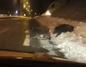Bingöl’de yaban domuzları yerleşim yerlerine kadar indi