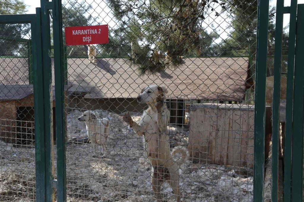 Büyükşehir’den sokak hayvanları için 50 dönümlük doğal yaşam parkı