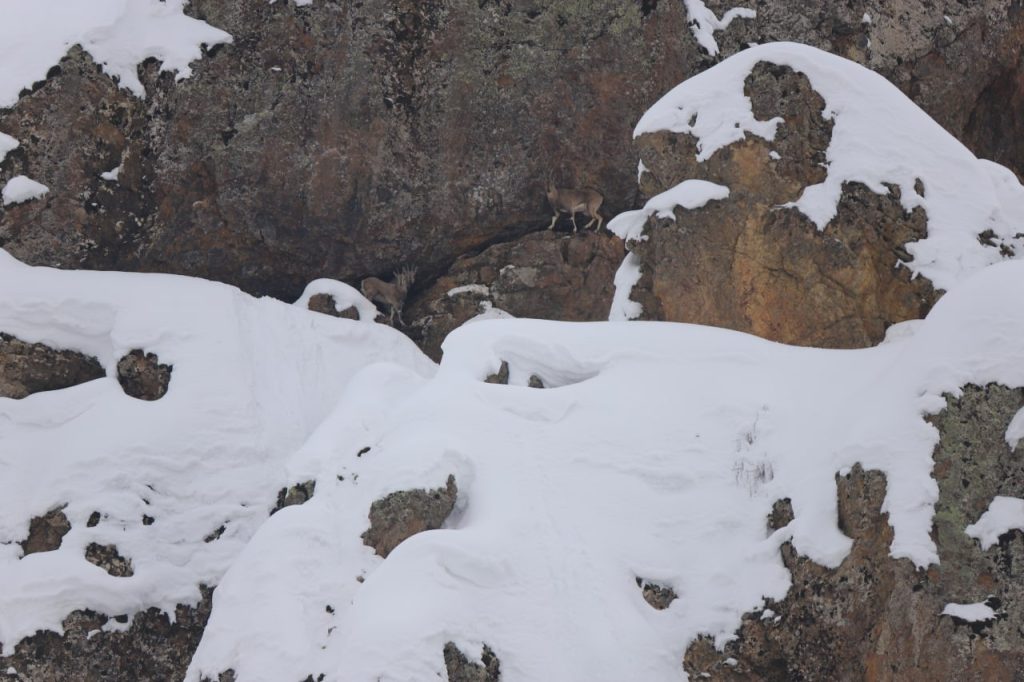 Dağ keçileri için 250 kilo otu doğaya bıraktılar