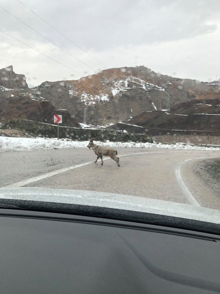 Dağ keçileri karayoluna indi