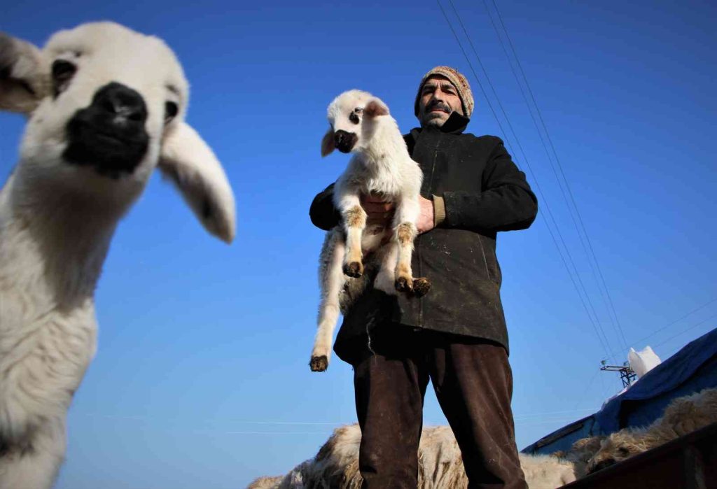 Elazığ’da kuzuların anneleriyle muhteşem buluşması