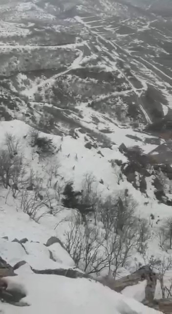 Elazığ’da sürü halinde dağ keçileri görüldü