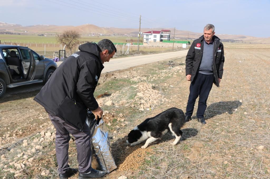 İl Özel İdaresi sokak hayvanlarını unutmadı