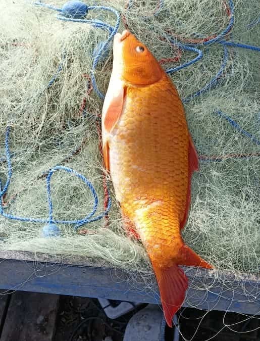 Keban Baraj Gölünde turuncu sazan ağlara takıldı
