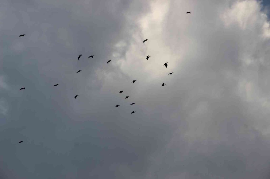 Kelaynaklar Sevgililer Günü’nde doğaya salındı