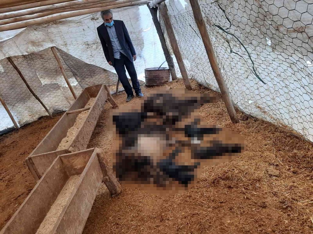 Kulp’ta sokak köpekleri ahıra dadandı: 19 hayvan telef oldu