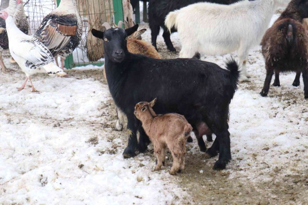 Malatya Hayvanat Bahçesi’nin üye sayısı artıyor