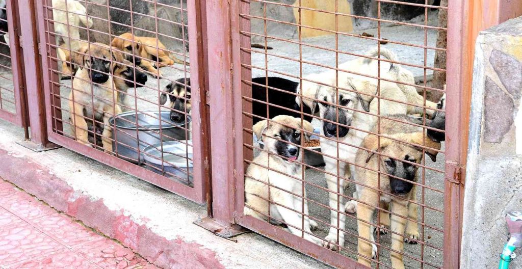 Restoranlarda artan yemekler çöpe değil barınağa gidecek