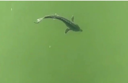 Son 3 ayda 4 kere görüldü: Havyarı 2 milyon liralık balık tekrar ağlara takıldı