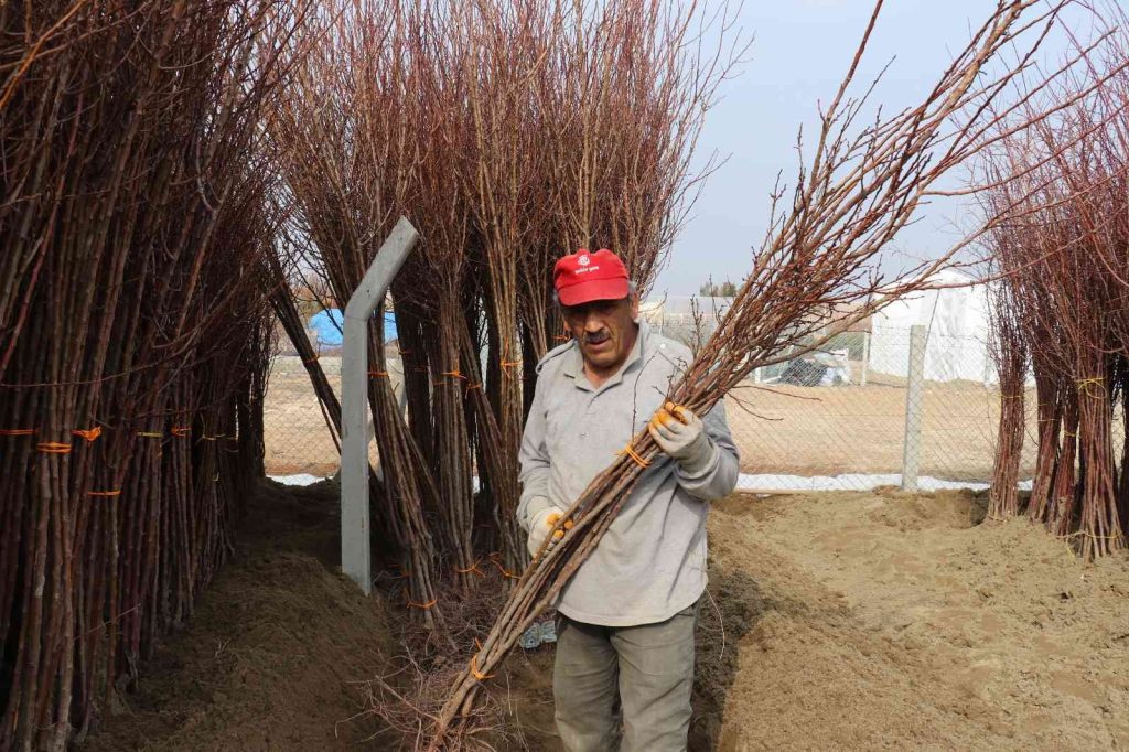 Üretici kayısı fidanına büyük ilgi gösteriyor