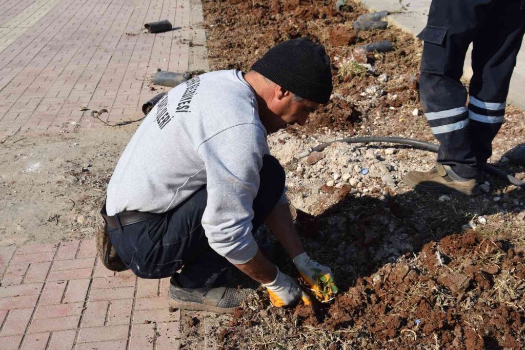Viranşehir’de yeşil alanlar güllerle donatılacak