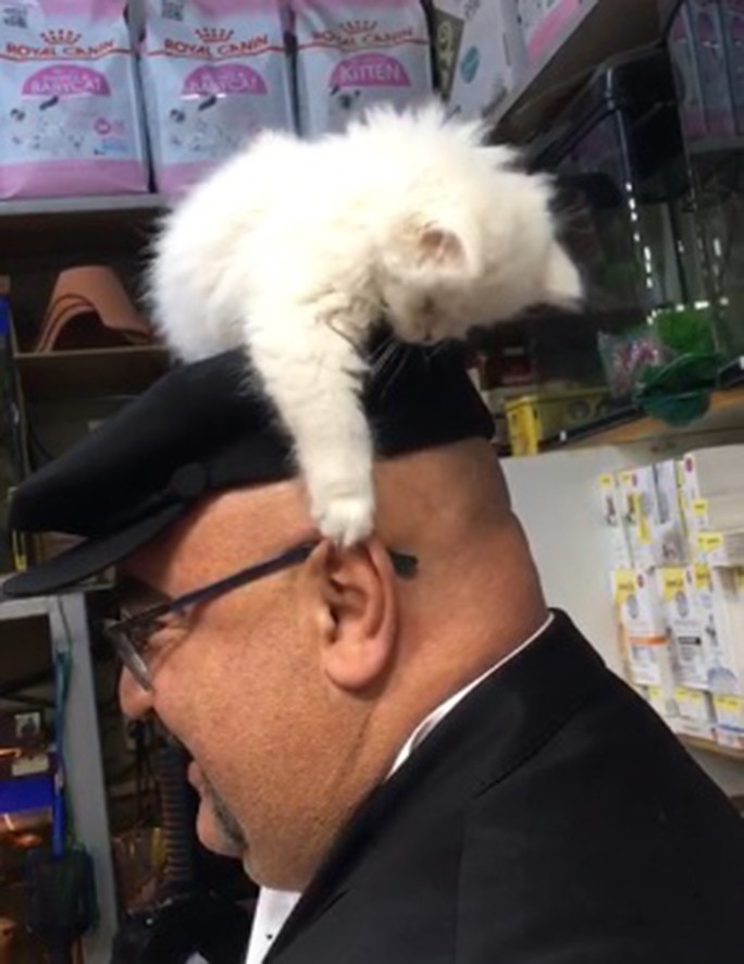 Yavru kedi ile müşterinin sevimli halleri  gülümsetti