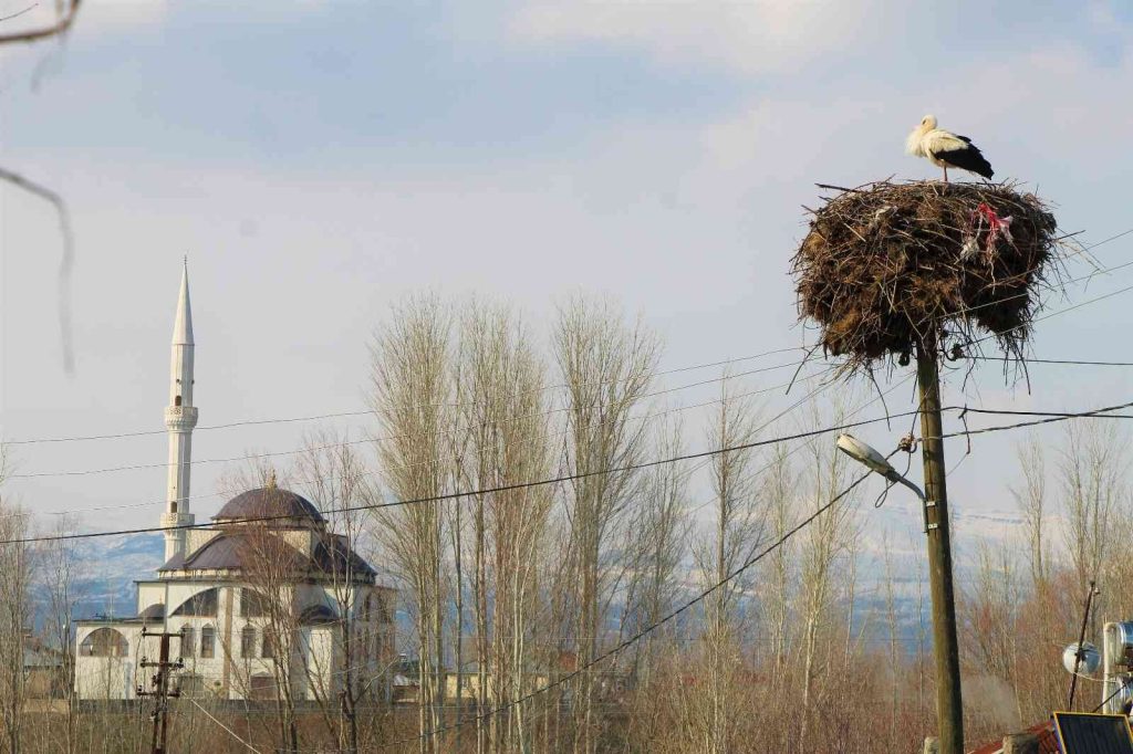 ’Baharın müjdecisi’ leylekler, Bingöl’deki yuvalarına dönmeye başladı