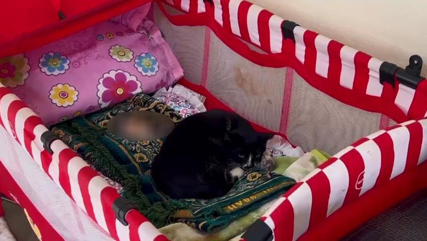 Cumhurbaşkanı Erdoğan’ın ismini verdiği oğluna doğum günü hediyesi olarak aldığı beşiği doğum yapan kedilere bıraktı