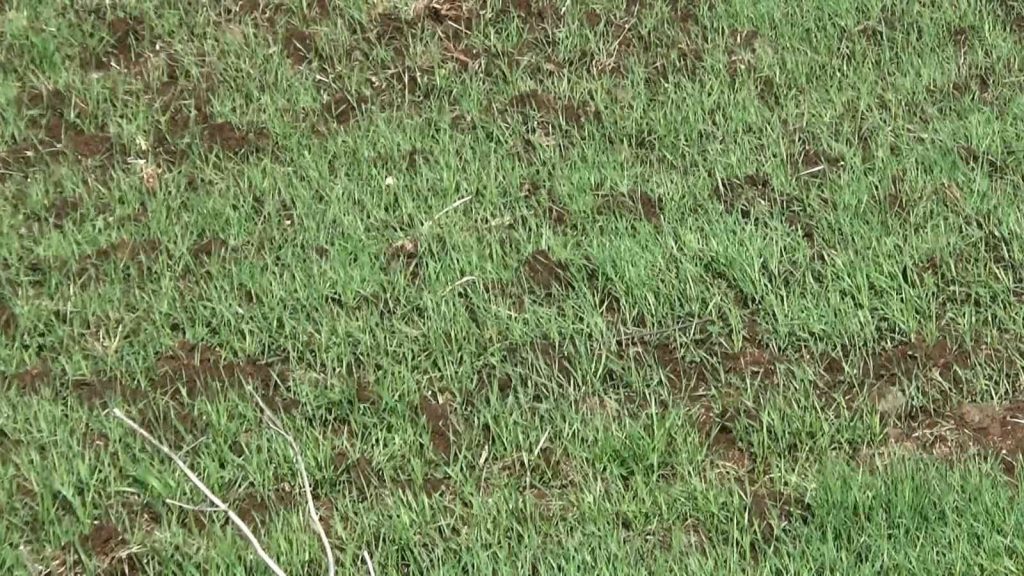 Diyarbakır’da yağışlar yüzde 42 arttı, kuraklık endişesi olan çiftçiye umut oldu