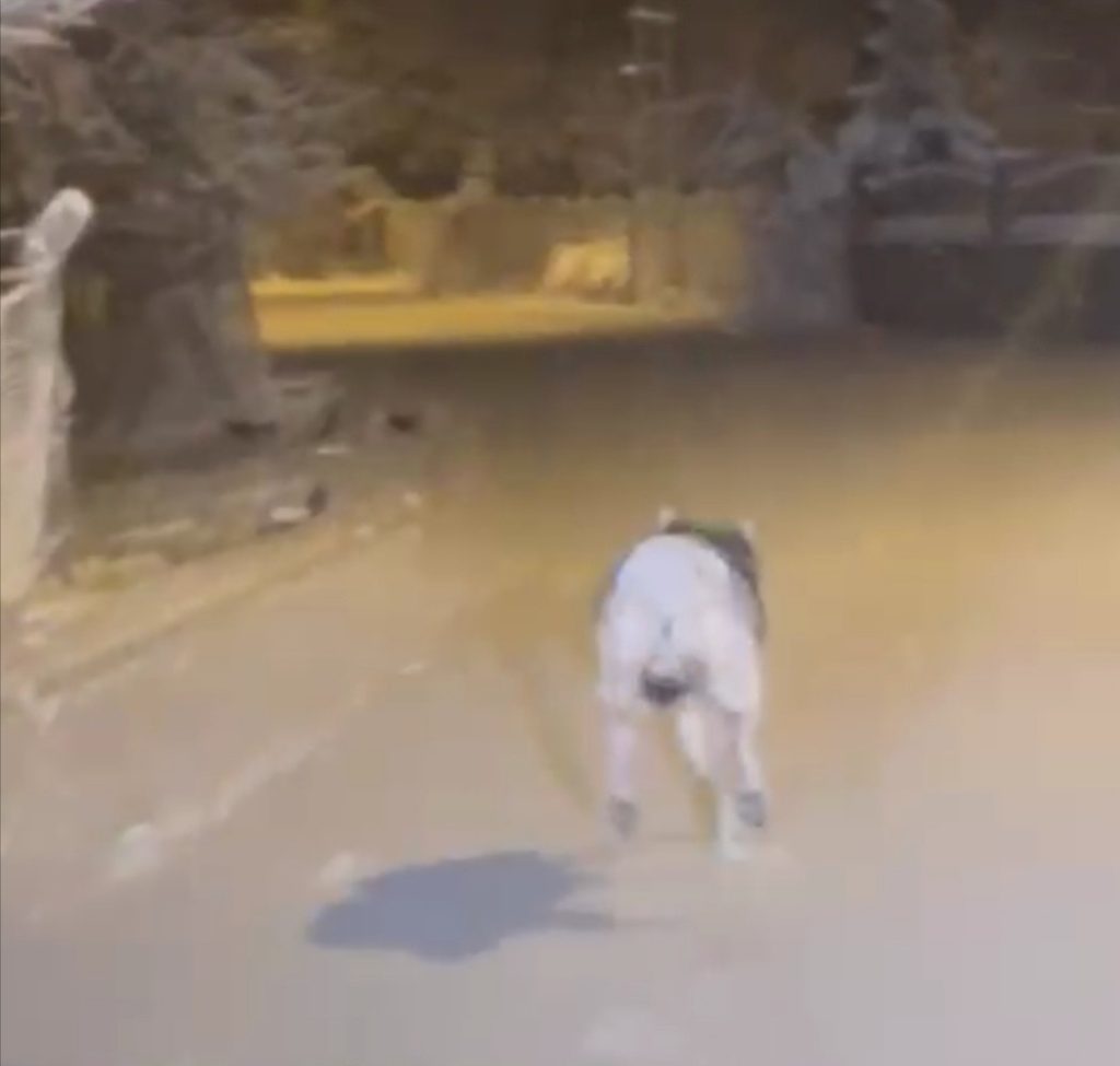 Elazığ’da aç kalan kurt ilçe merkezine indi