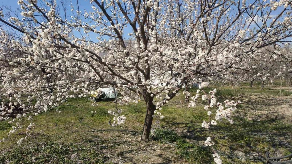 Elazığ’da badem ve kayısı ağaçları çiçek açtı