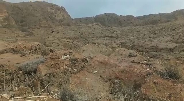Elazığ’da koruma altındaki dağ keçileri sürü halinde görüntülendi