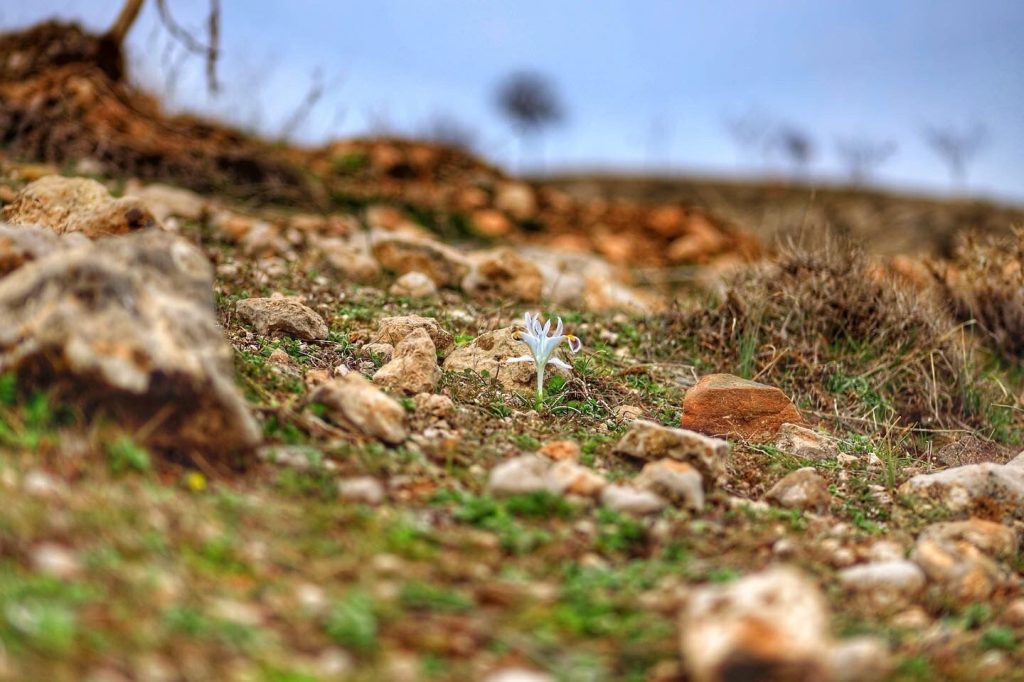 Elazığ’da nevruz çiçekleri açtı