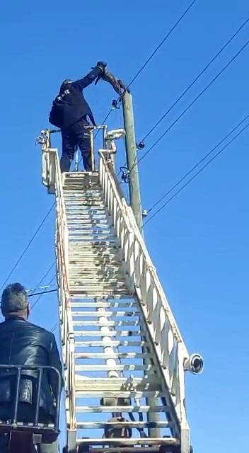Elektrik direğinde mahsur kalan kedi kurtarıldı