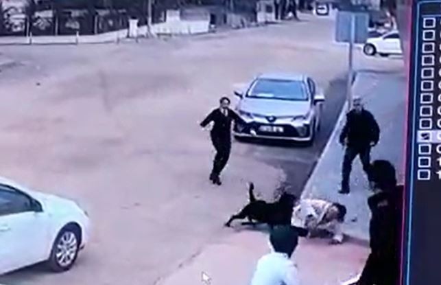 Gaziantep’te pitbull’dan sonra rottweiler dehşeti