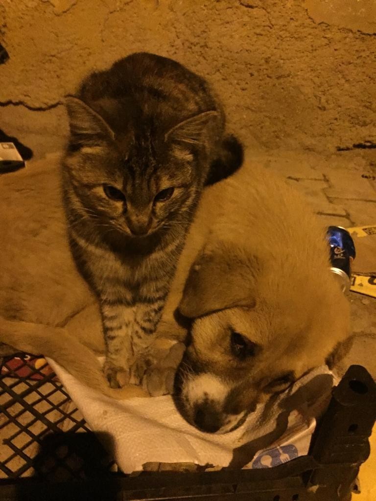 Kedi ile köpeğin şaşırtan dostluğu