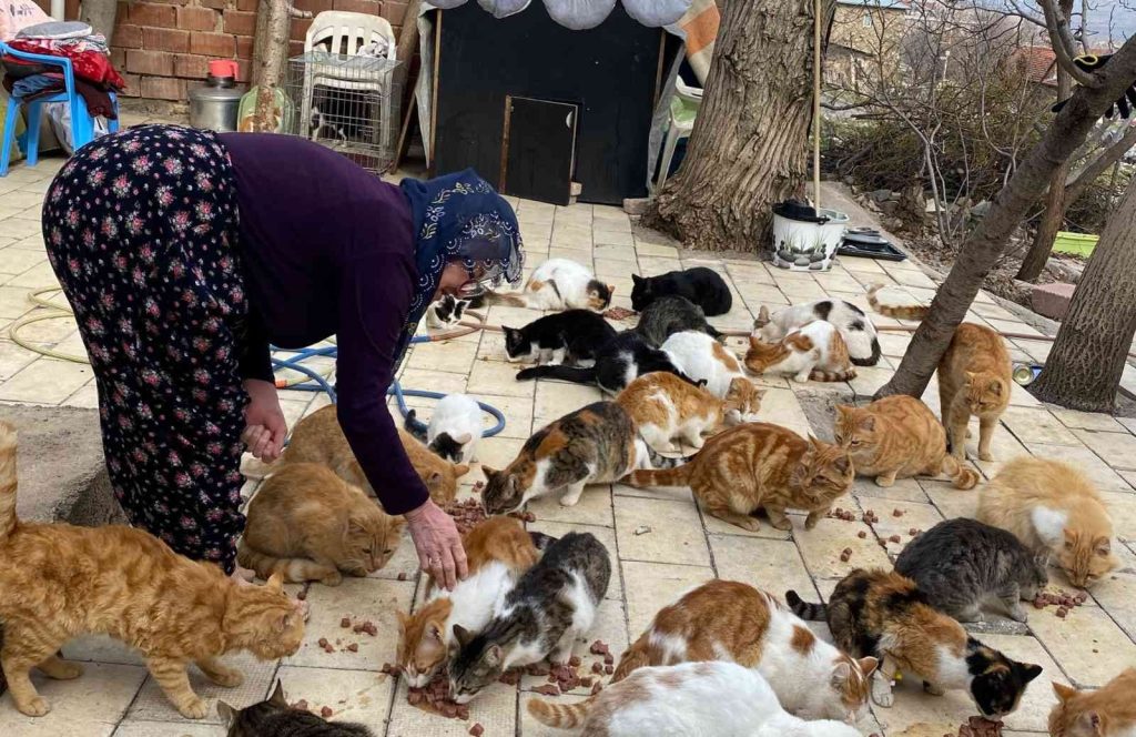 Kedilere adanan bir ömür: Nuriye Teyze, 70 kediye annelik yapıyor