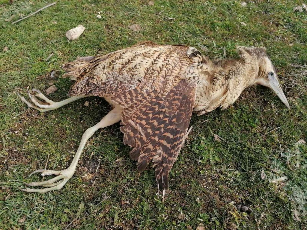 Nesli tükenmekte olan Balaban kuşu kurtarılamadı