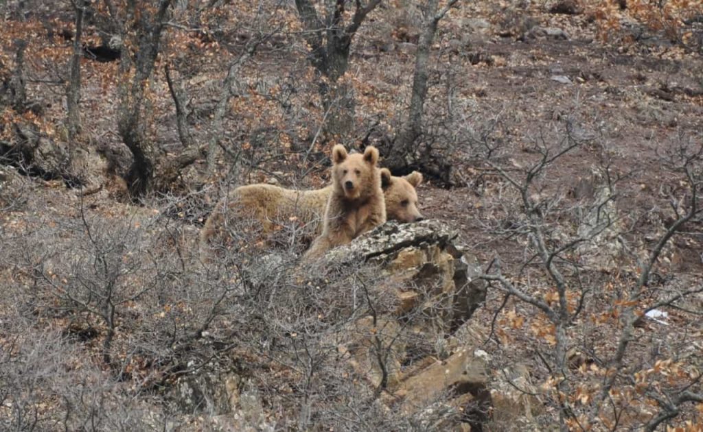 Uykudan uyanan bozayı ailesi, yaban keçilerinin peşine düştü