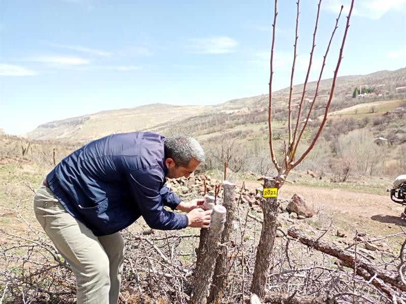 Akçadağ armudu yaygınlaştırılacak