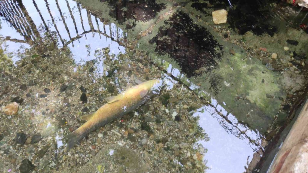 Balıklıgöl’de bayram öncesinde yaşanan balık ölümleri korkuttu