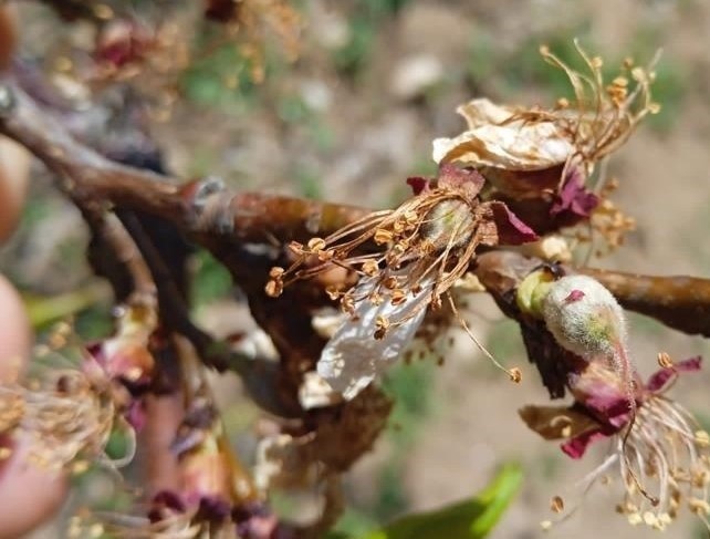 Başkan Çiçek, “Kayısıdaki don rekolteyi etkileyecek”