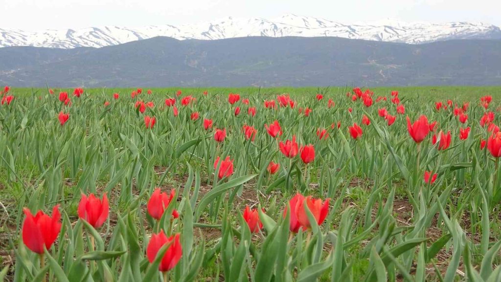Bingöl’de kırmızı laleler açmaya başladı