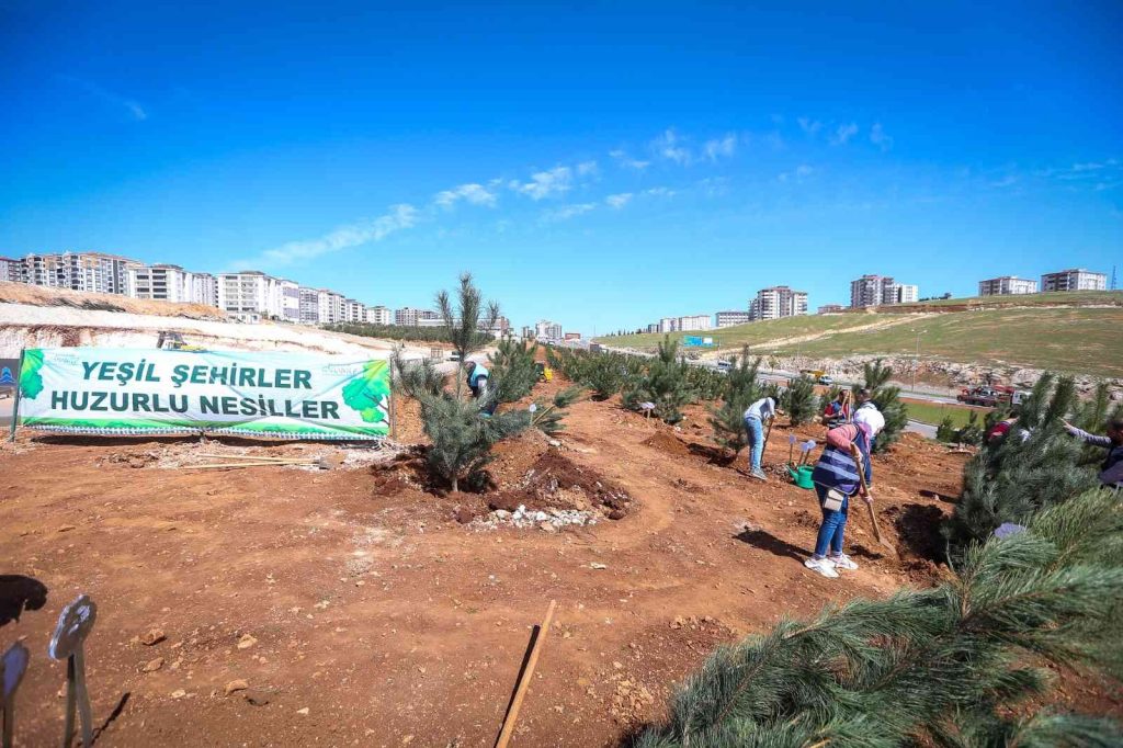 Büyükşehir 250 karaçam dikimi yaptı