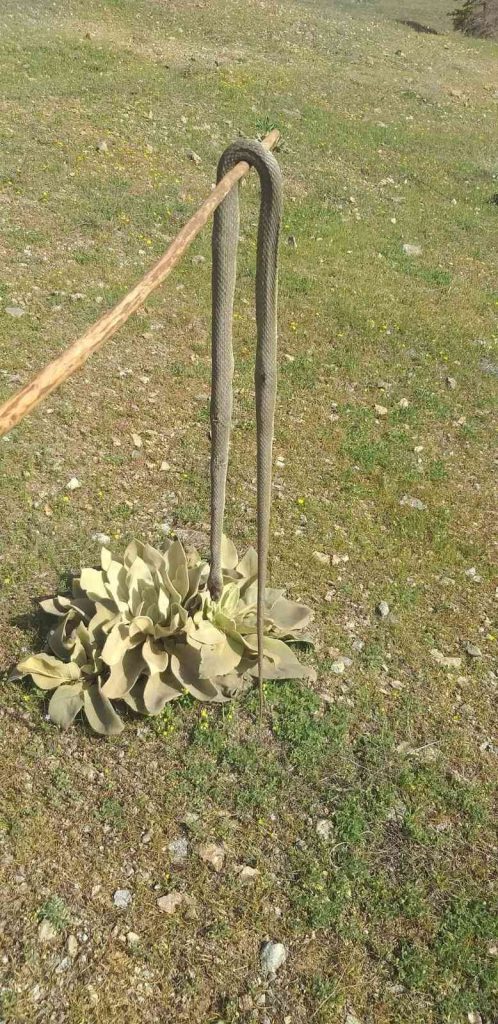 Elazığ’da baharın gelmesiyle yılanlar görülmeye başlandı