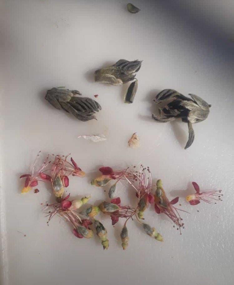 Elazığ’da çiçek açan kaysı ağaçlarını don vurdu