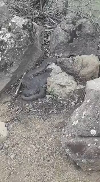 Elazığ’da dev yılan görenleri korkuttu