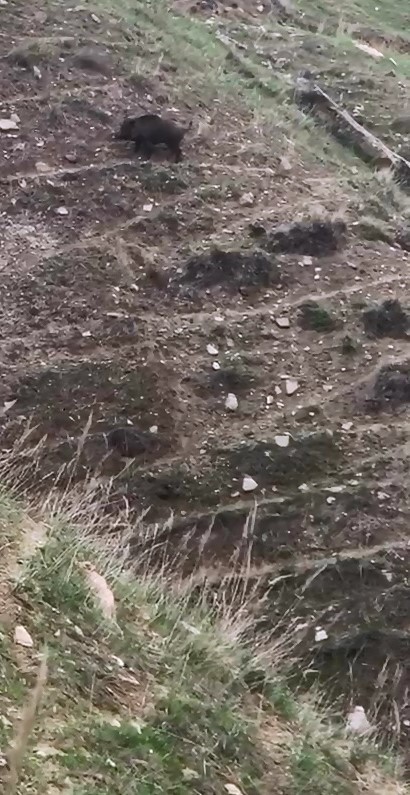 Elazığ’da domuz ve yavruları görüntülendi