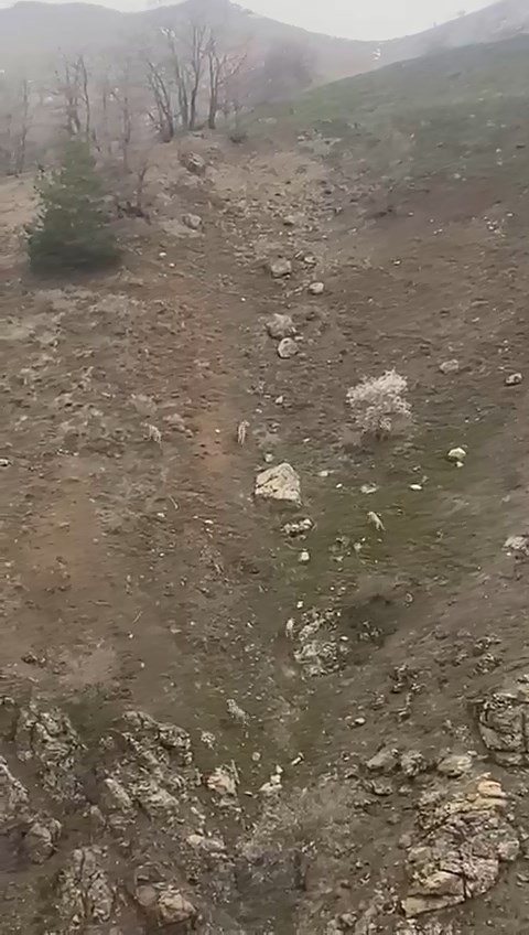 Elazığ’da kurt sürüsü görüntülendi