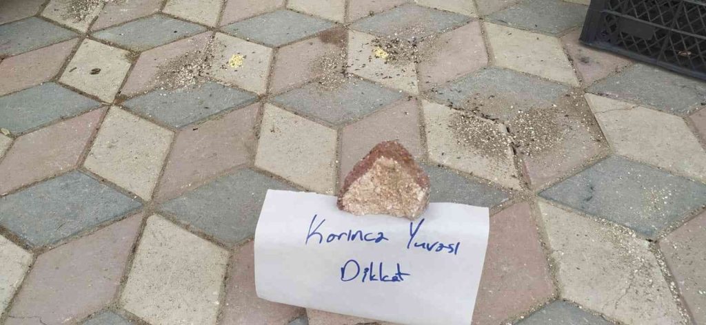 Elazığ’da yürekleri ısıtan görüntü: Karıncalar ezilmesin diye kaldırıma not bıraktı