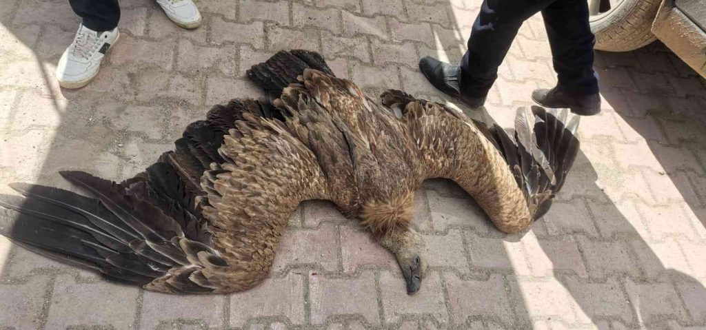 Elektrik tellerine takılan akbaba telef oldu