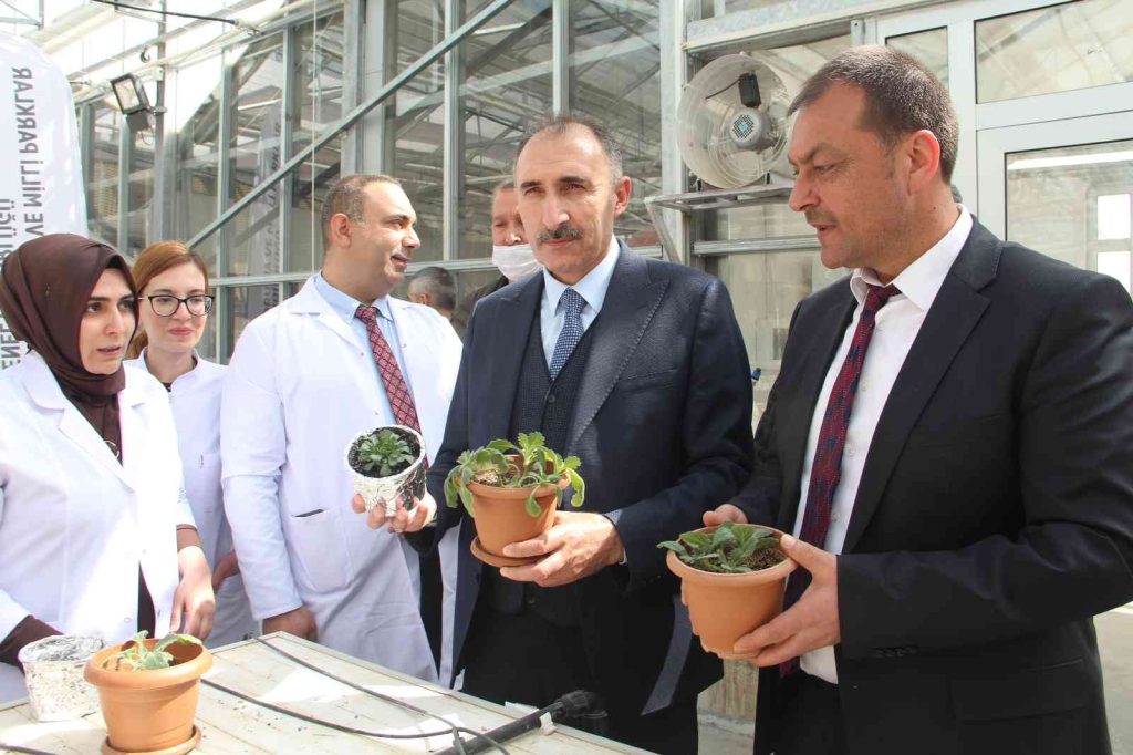 Endemik bitkiler laboratuvar ortamında çoğaltılıp doğaya kazandırıldı