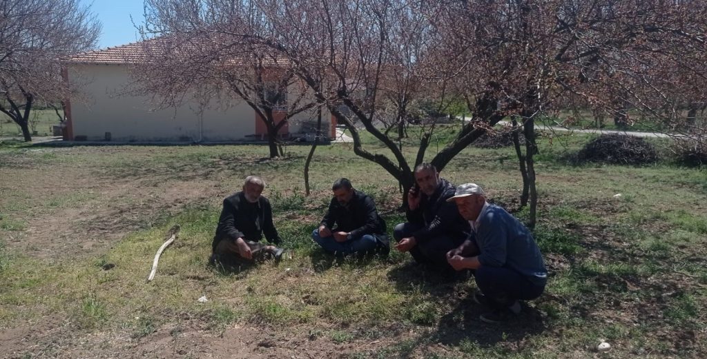 Kayısı bahçelerini don vurdu