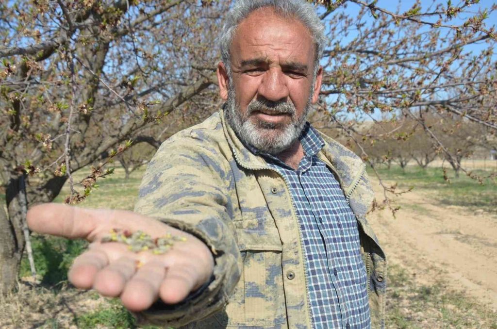 Malatya’da kayısıyı don vurdu